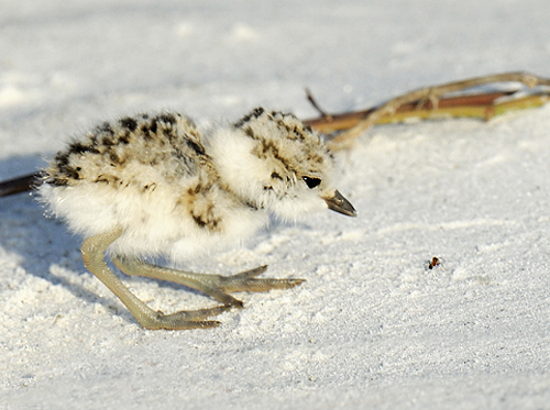 Snowy Plover hatchling