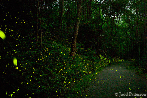 Beyond the night sky; Fireflies in Great Smoky Mountains National Park