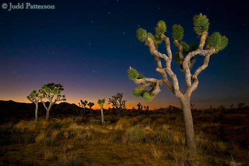 Joshua Tree lit by walking through the scene and popping my flash