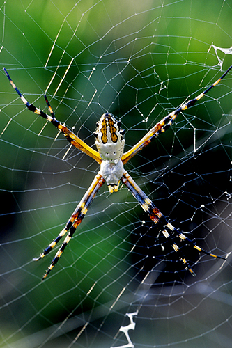 Florida Garden Spider