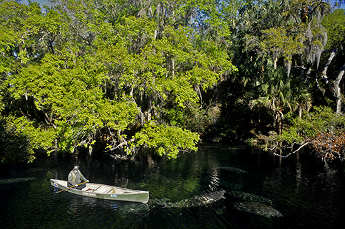 Researcher with Manatees