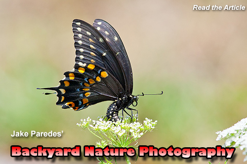 Backyard Nature Photography, click to read.