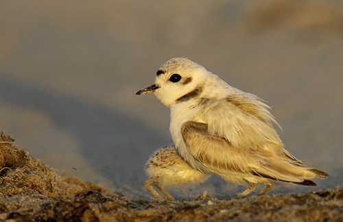Snowy Plover brooding chick