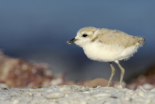 Snowy Plover chick several weeks old