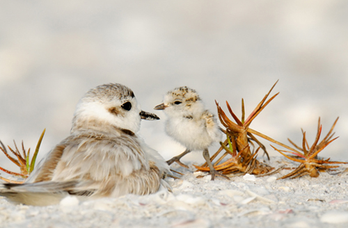 Snowy Plover with chick