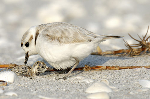 Snowy Plover with newly hatched chick