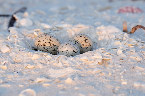 Snowy Plover Nest