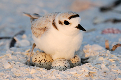 Snowy Plover on Nest