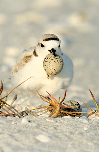 Snowy Plover carrying an empty egg shell