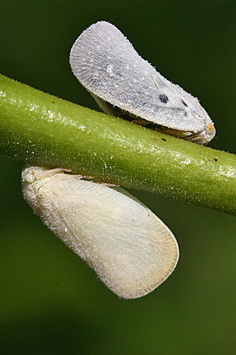 Planthoppers