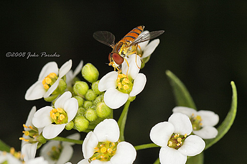 Dot-tailed Flower Fly on Alyssum