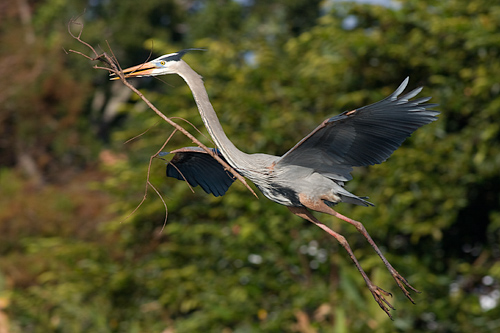 Great Blue Heron with nesting material