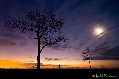 Hint of dawn and the moon in Everglades National Park