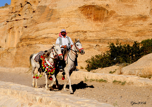 Horses heading to Petra