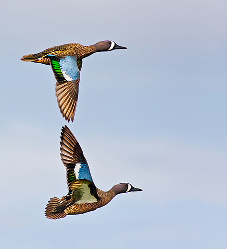 Blue-winged Teals at Green Cay Wetlands