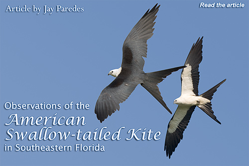 American Swallow-tailed Kite, click to read.