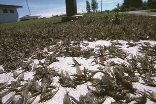 Dead mayflies (Ephoron virgo) litter the ground around a
lamppost. Image by P. J. DeVries.