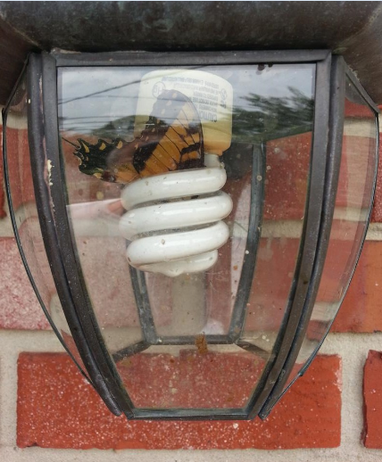 Swallowtail butterfly dead in the coils of a compact florescent light bulb.  Just because a lightbulb is energy efficient, does not mean that its white spectra is safe for animals. Do you remember <q>bug friendly lights</q>?  Their yellow spectra is still needed and the preferred choice in outdoor lighting.  Picture taken by Bryan Bodie and used with permission.