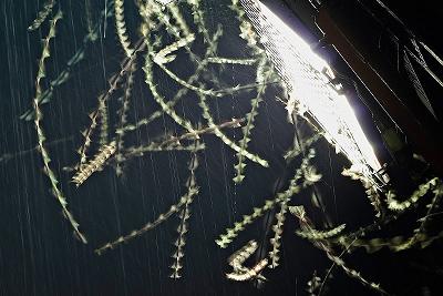 Moths attracted by a floodlight.  Image by Fir0002/Flagstaffotos